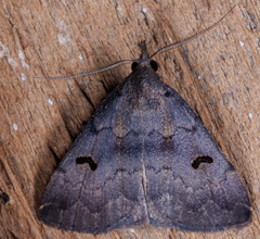 Phalaenostola hanhami