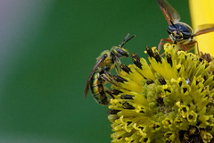 Augochlora pura