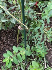 Euphorbia hypericifolia