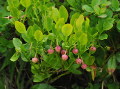 Vaccinium myrtillus