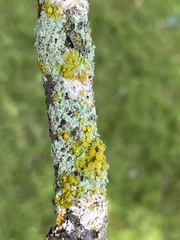 Xanthomendoza hasseana