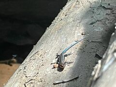 Plestiodon fasciatus