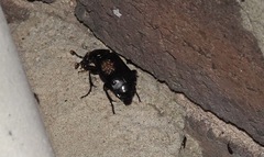 Nicrophorus humator