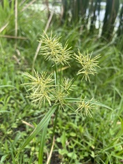Cyperus strigosus