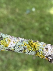 Xanthomendoza hasseana