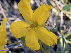 Senna roemeriana