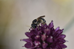 Pseudapis diversipes
