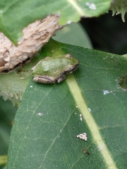 Hyla versicolor
