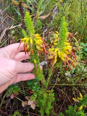 Erica coccinea