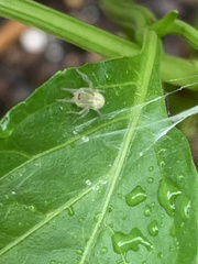 Araneae