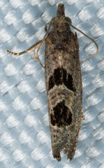 Eucosma tomonana