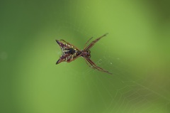Micrathena sagittata