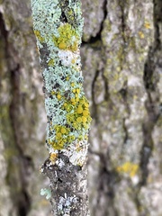 Xanthomendoza hasseana