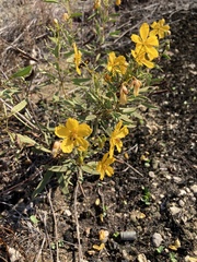 Senna roemeriana