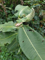 Hyla versicolor