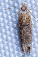 Eucosma ochrocephala