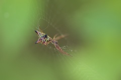 Micrathena sagittata