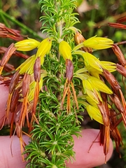 Erica coccinea