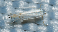 Phyllocnistis vitifoliella