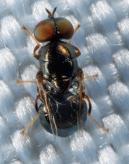 Stratiomyidae