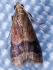 Eulogia ochrifrontella