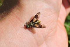 Chrysops