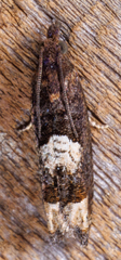 Eucosma parmatana