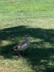 Alopochen aegyptiaca