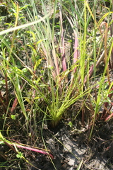 Isoetes melanopoda