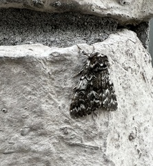 Panthea acronyctoides