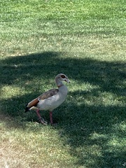 Alopochen aegyptiaca