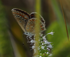 Polyommatus icarus