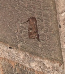 Diarsia rubi