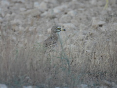 Burhinus oedicnemus