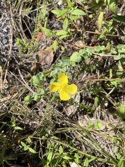 Hypericum tetrapetalum