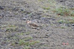 Plectrophenax nivalis