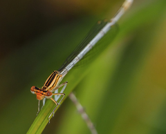 Platycnemis