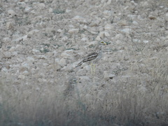 Burhinus oedicnemus
