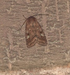 Diarsia rubi