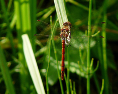 Sympetrum striolatum