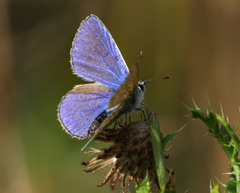 Polyommatus thersites