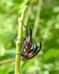 Diaprepes abbreviatus