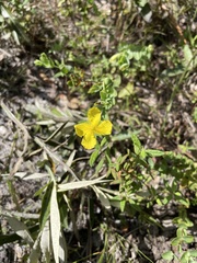 Hypericum tetrapetalum