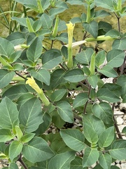 Datura innoxia
