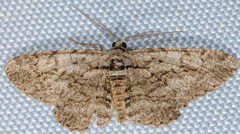 Anavitrinella pampinaria