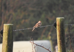 Plectrophenax nivalis