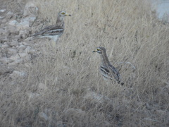 Burhinus oedicnemus