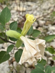 Datura innoxia