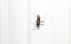 Phytocoris