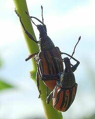 Diaprepes abbreviatus